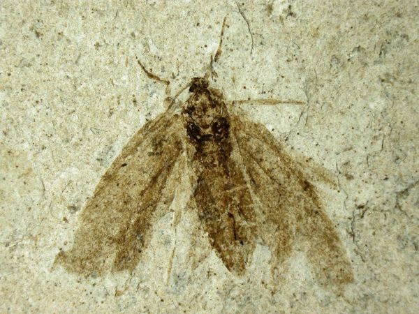 Insekter På Træk Billede