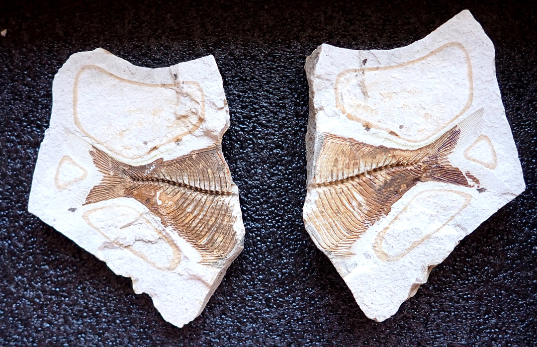 Fiske Fossil
