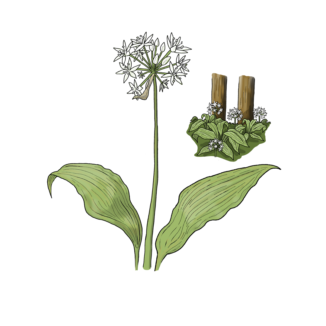 20Forårstegn Ramsløgblomster Lærred150 X 150Mm