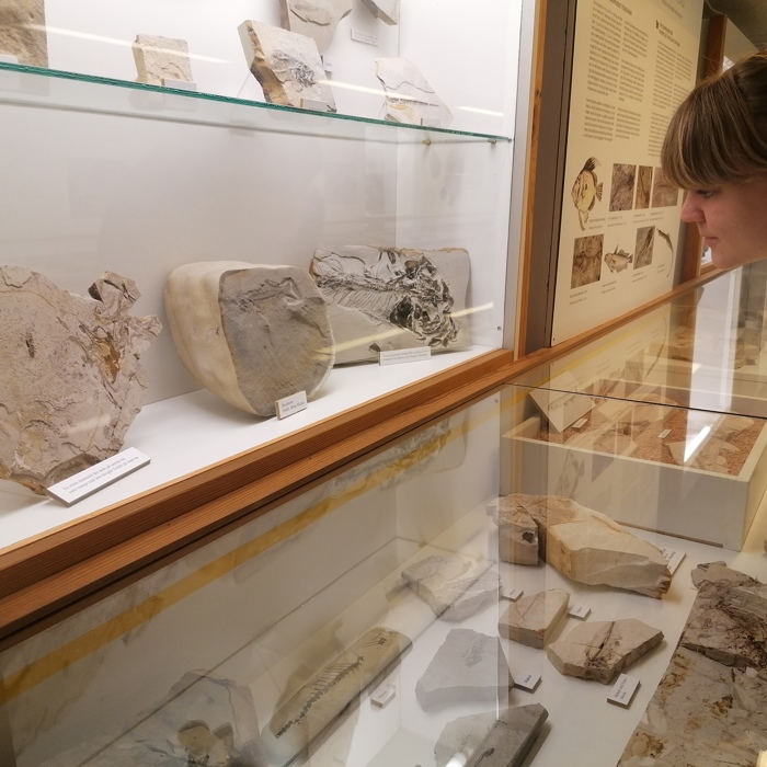 Kigger På Fossiler 3